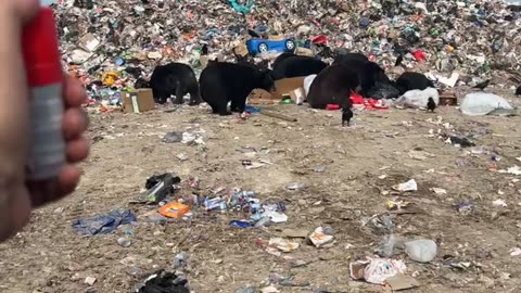 Anti-Bear Noisemaker Test At The Dump