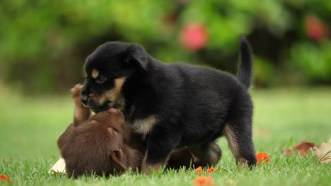 Playing two puppies