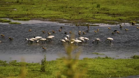 Nieuwe natuur in de Biesbosch - de Jantjesplaat