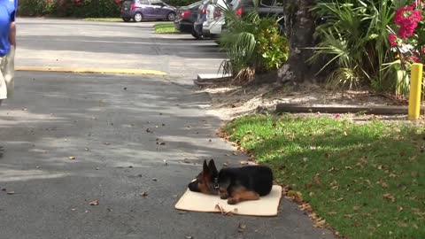 Teach your dog bad commands in fun way