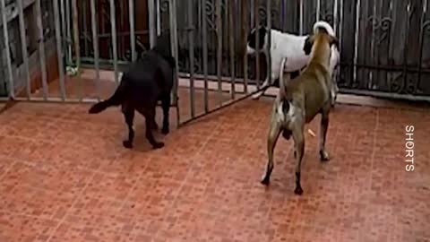 WATCH : Smart Dogs Plan Their Escape 😂 👏🏻 .#Shorts #Smart_Dogs #Super_Dog