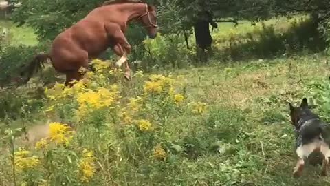 Epic Horse falling over