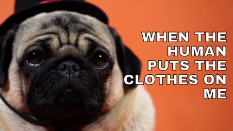 when the human puts the clothes on me