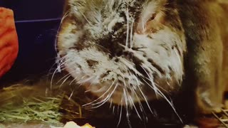 A Holland Lop Rabbit Eating a Carrot