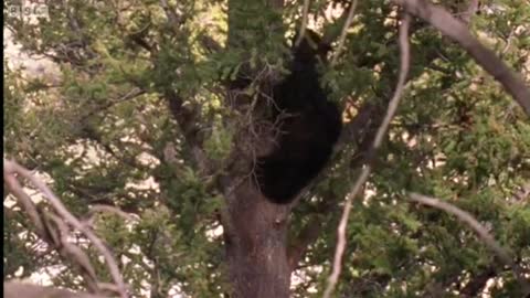 Exposed on the Flats | Big Sky Bears | BBC Earth