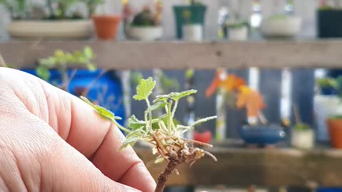 mame Pelargonium graveolens - checking the roots Part 3 - 2020 10