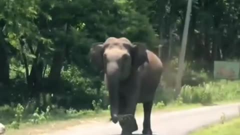 Wild Elephant Attack 🐘 A Car 🚗🚘#Video 🤩😛