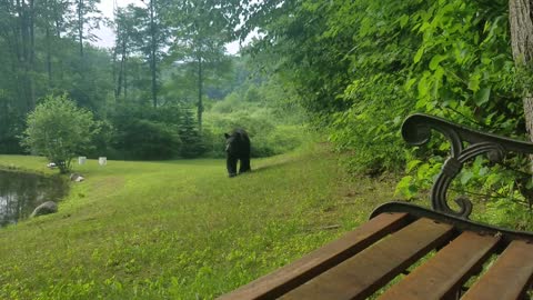 Bird Feeding Bear