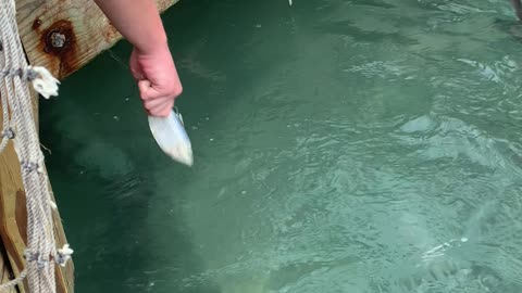 Man Feeding Tarpon Gets Bit