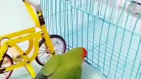 Smart Parrot