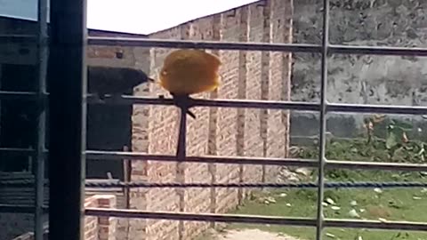 Birds eating mango at my balcony