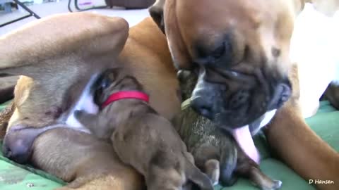 Amazing puppies birth