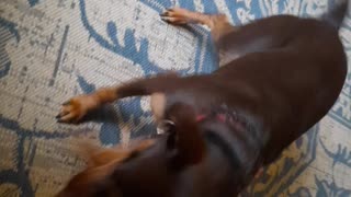 Mini pinch VS Rottweiler.