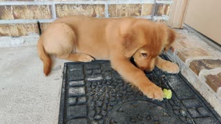 Golden Retriever Meets Tree Of Doom....broccoli!