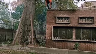 After saving the life of bird brave boy is coming down from the tree.