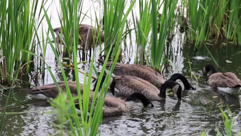 Duck pond food playing