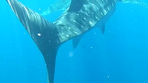 Take the plunge and swim with whale sharks