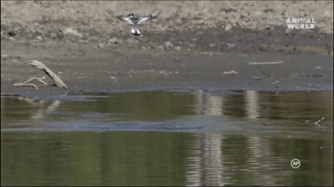 See how the bird catches a fish while it's in the water