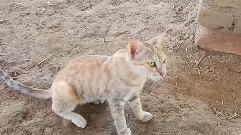 Hungry Cat Waits for Meat in Open Hotel - Funny Feline Moments!