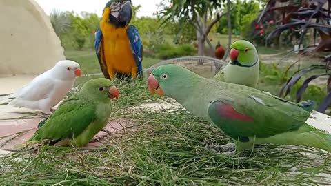 Talking Parrot with Greeting Baby Parrot