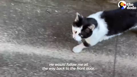 Stray Cat Paws At The Window Every Day Until Lady Adopts Him