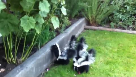 Baby skunk is popular animal