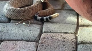 Rattlesnake Right Outside