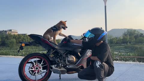 Take my dog and ride a motorcycle!