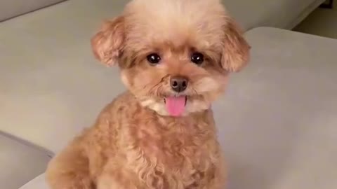 Must watch.Cute puppy make funny faces.