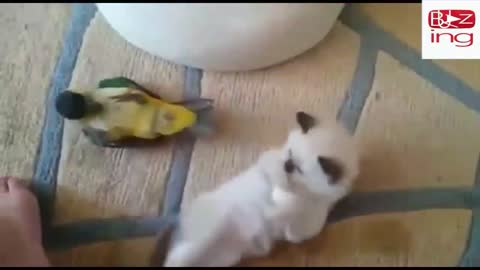 Parrot Vs cat funny videos new animal