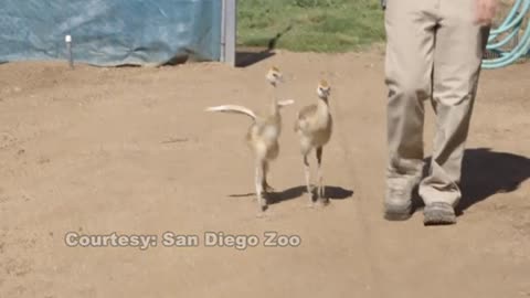 Baby crane chicks walk the walk