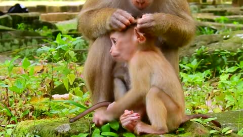 Rainbow playing with a little monkey I funny videos of monkeys, dogs, cats and tigers