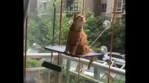 COOL CAT ACT AND FUNNY VIDEOS