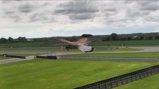 Beautiful Kestrel Hovers in Hunting Mode