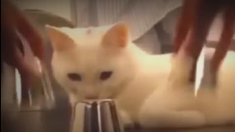 Funny cat video 🐱