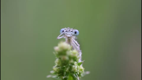 strange dragonfly .