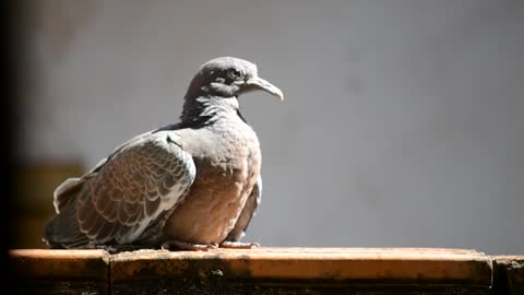 Pigeon