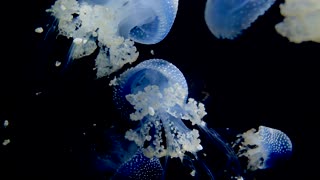 Jelly fish colorful and beautiful 6 - man & camera