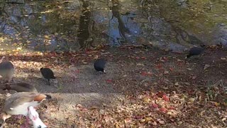 Maimed Egyptian Goose - Littering is to Blame