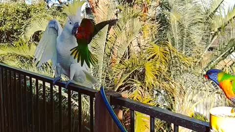 Lorikeet attacks Cockatoo