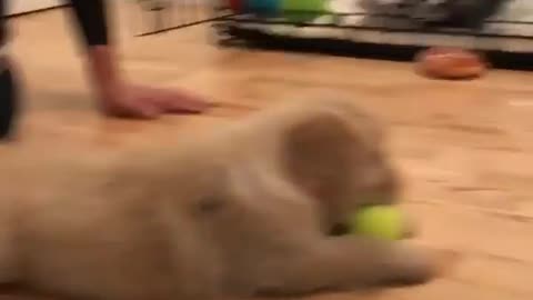 Dog play with ball