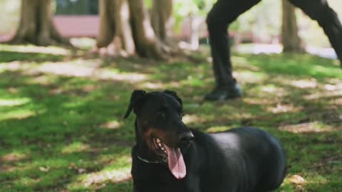 Dog Training | A Doberman Resting on Grass