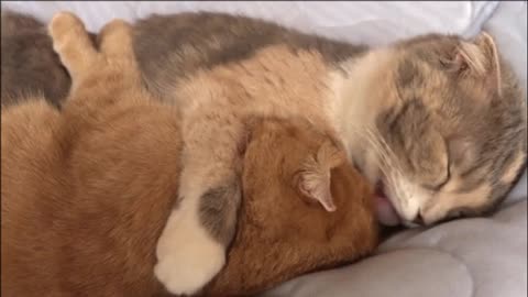 Gif video of sleeping cats