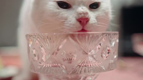 The white cat licks the glass