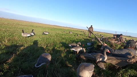 Goose Rates Local Eatery 0 Stars out of 5