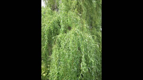 Naturally Twirled Curly Willow Tree