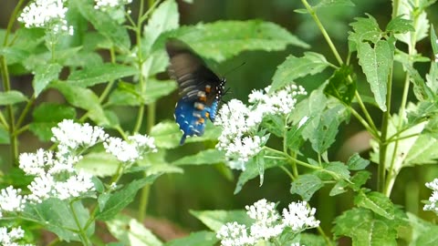 Amazing Butterfly Relaxing Video - AnimalHero