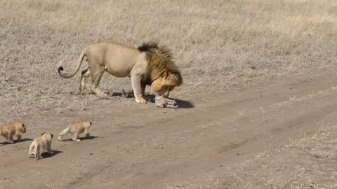 lion father runs away from his cubs