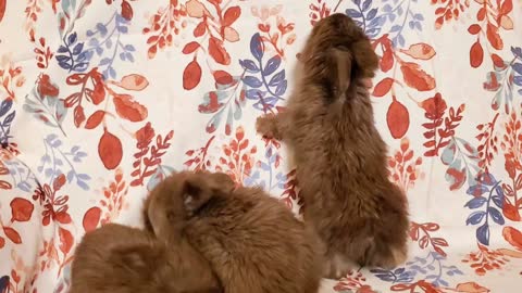 English Angora rabbits