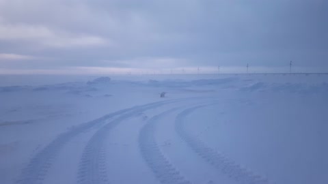 Arctic Fox runs on the tundra